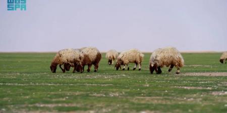 الغطاء النباتي يبدأ في إصدار تصاريح الرعي بعدد من الفياض والمتنزهات الوطنية - هرم مصر
