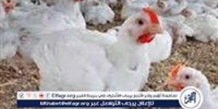 بورصة الدواجن.. أسعار الفراخ البيضاء اليوم السبت 28-6-2025 في قنا - هرم مصر
