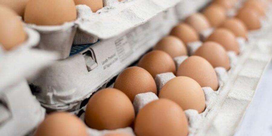 سعر كرتونة البيض اليوم السبت 28 يونيو 2025.. الأحمر بـ 150 جنيهًا - هرم مصر