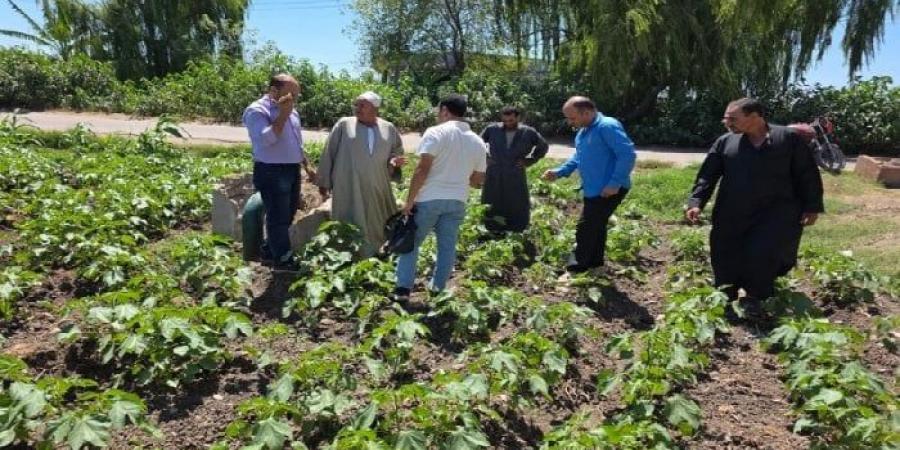 في قلب الحقل.. ندوات إرشادية لمزارعي القطن بالبحيرة لمواجهة الآفات والتقلبات المناخية - هرم مصر
