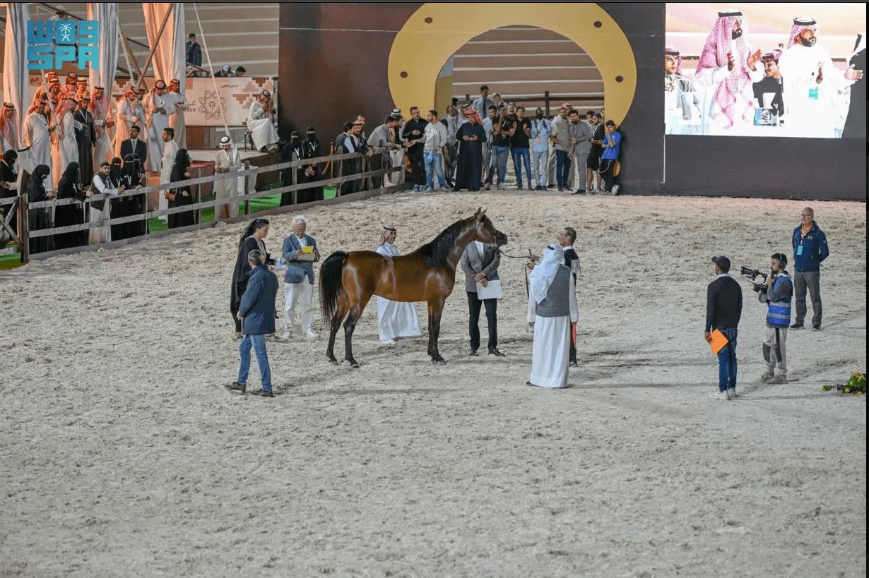 بطولة حائل لجمال الخيل العربية