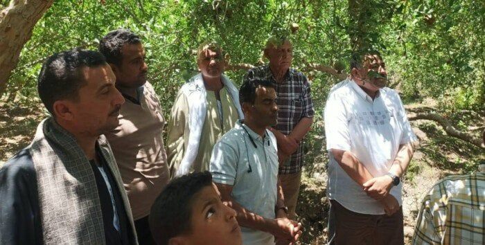 لقاءات دورية مع مزارعي الرمان بأسيوط لبحث التحديات ودعم الصناعة الزراعية لقاءات دورية مع مزارعي الرمان بأسيوط لبحث التحديات ودعم الصناعة الزراعية