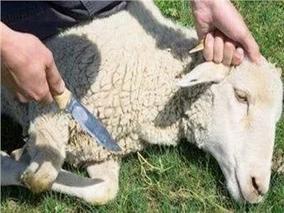 الذبح العشوائي