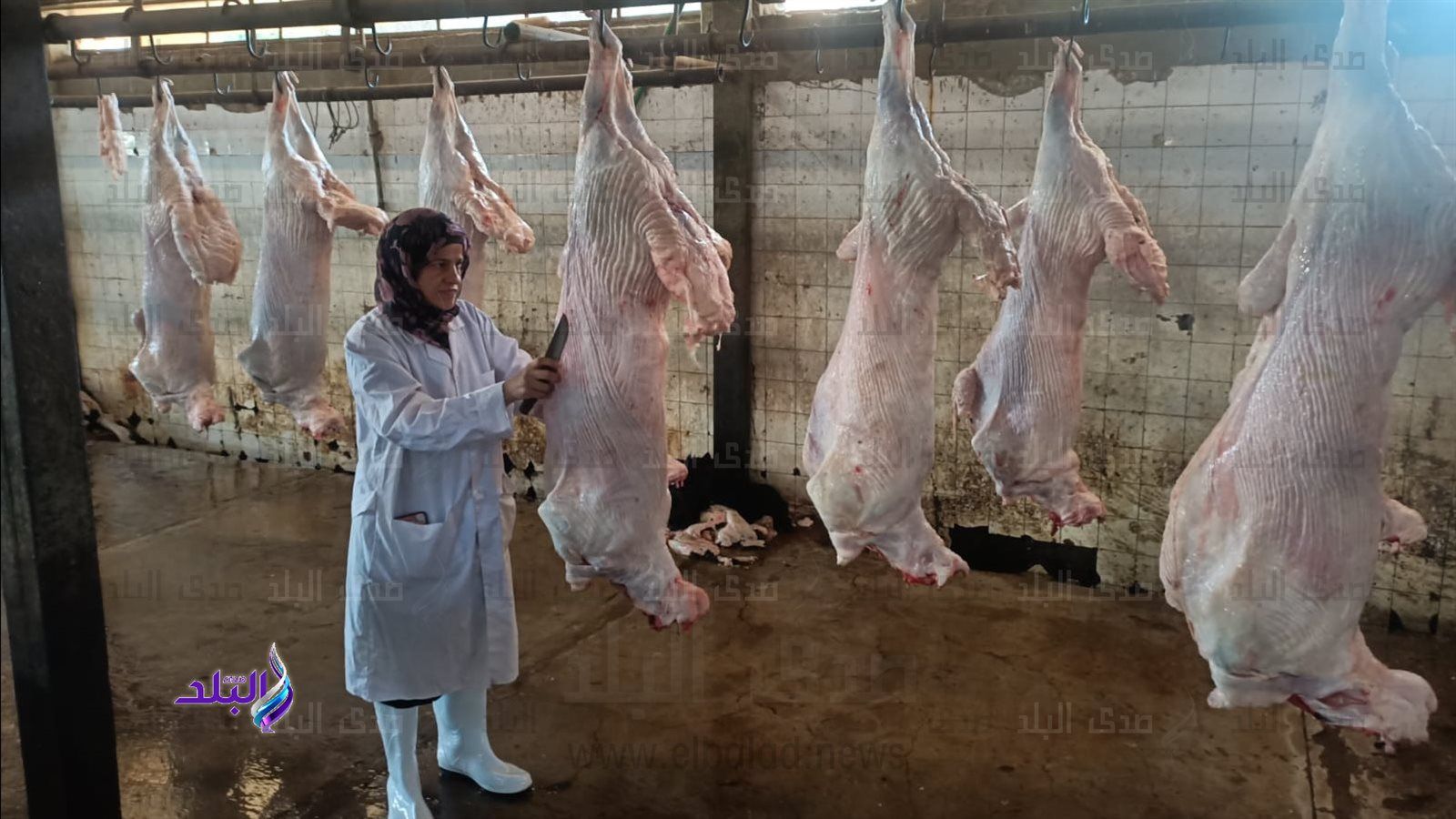 اصطحاب الجزار شرط أساسي ..تعرف على أماكن مجازر الجيزة بعد فتحها مجاناً للمواطنين