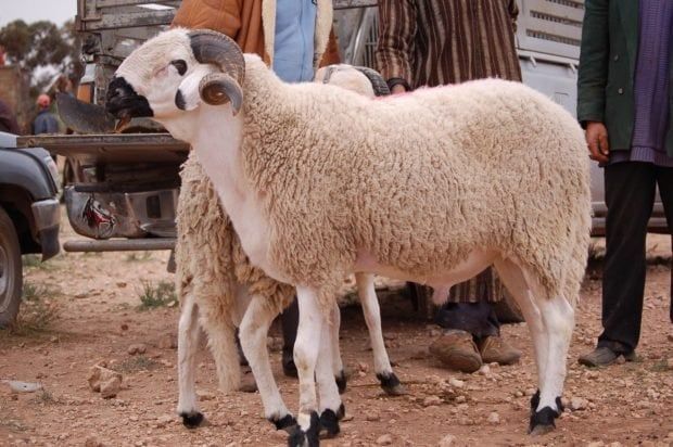 ما حكم شراء الأضحية بالوزن وهي حية؟.. الإفتاء توضح ما حكم شراء الأضحية بالوزن وهي حية؟.. الإفتاء توضح