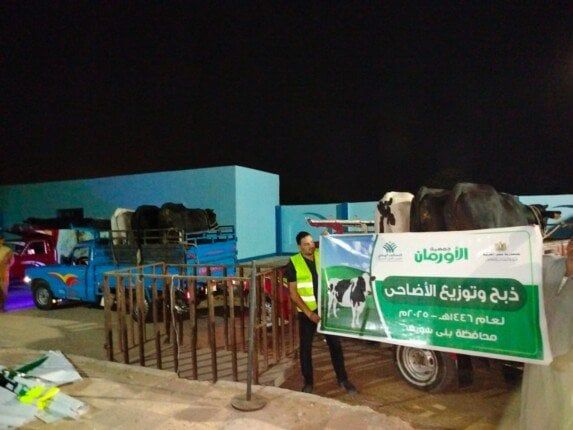 «الأورمان» تذبح 45 عجلًا في بني سويف وتستعد لتوزيع 50 طن لحوم على الأسر الأكثر احتياجًا «الأورمان» تذبح 45 عجلًا في بني سويف وتستعد لتوزيع 50 طن لحوم على الأسر الأكثر احتياجًا