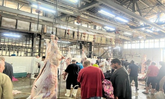 إقبال كبير على المجازر الحكومية بالقاهرة في أول أيام عيد الأضحى إقبال كبير على المجازر الحكومية بالقاهرة في أول أيام عيد الأضحى