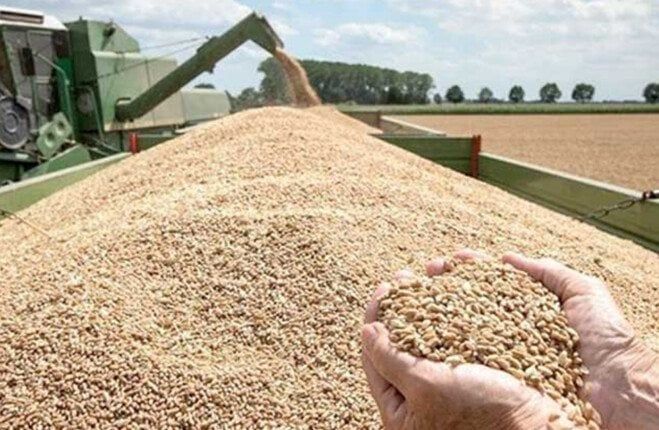 بنسبة 112%.. توريد 550 ألف طن من محصول القمح بشون وصوامع أسوان بنسبة 112%.. توريد 550 ألف طن من محصول القمح بشون وصوامع أسوان
