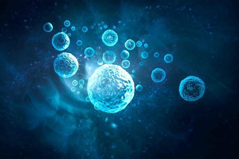 Cells body
