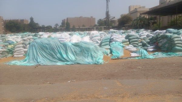 محافظ أسيوط: توريد 182 ألف طن قمح للشون والصوامع حتى الآن محافظ أسيوط: توريد 182 ألف طن قمح للشون والصوامع حتى الآن