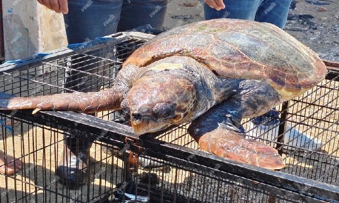 تحمل كودًا لمحمية طبيعية باليونان.. العثور على سلحفاة بحرية على شواطئ الإسكندرية تحمل كودًا لمحمية طبيعية باليونان.. العثور على سلحفاة بحرية على شواطئ الإسكندرية