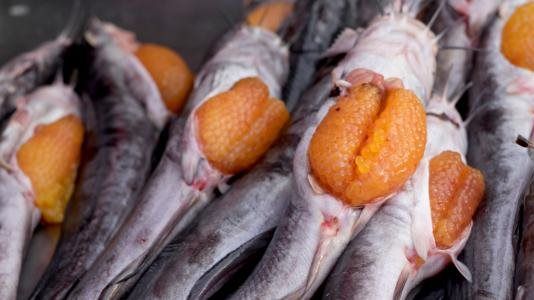 طريقة عمل الكافيار بيض السمك المملح في البيت