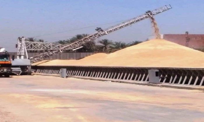 توريد القمح يفوق المستهدف بـ113%.. قفزة نوعية نحو الأمن الغذائي بأسوان توريد القمح يفوق المستهدف بـ113%.. قفزة نوعية نحو الأمن الغذائي بأسوان