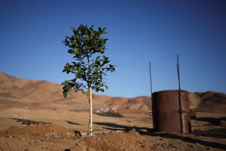 A lemon tree grown with water captured by fog catchers, meshes suspended between two poles that intercept small bits of moisture to collect water from the air in the Atacama Desert, stands in Chanaral, Chile June 10, 2025. REUTERS/Pablo Sanhueza