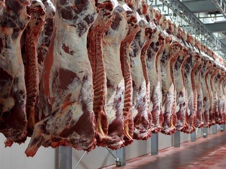 «الأوقاف»: توزيع 50 طنّ لحوم أضاحي على الأسر الأولى بالرعاية «الأوقاف»: توزيع 50 طنّ لحوم أضاحي على الأسر الأولى بالرعاية