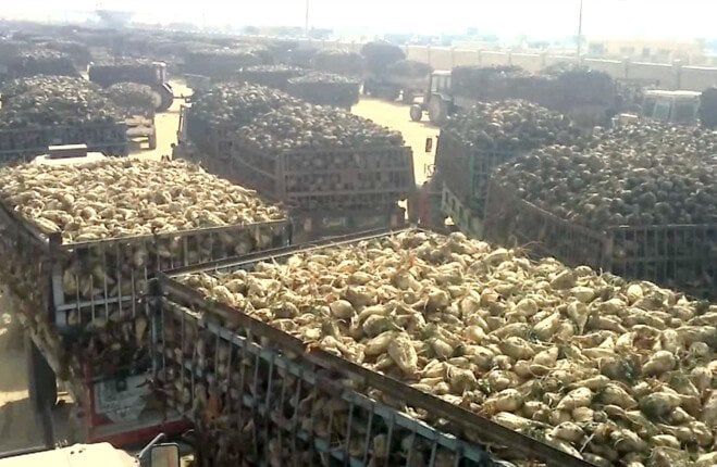 طفرة البنجر.. مصر على أعتاب الاكتفاء الذاتي من السكر طفرة البنجر.. مصر على أعتاب الاكتفاء الذاتي من السكر