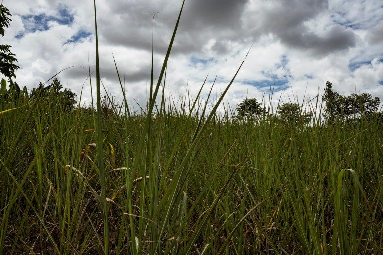 Jesca was raped by a neighbour in these fields surrounding her home [Christopher Hopkins/Al Jazeera]