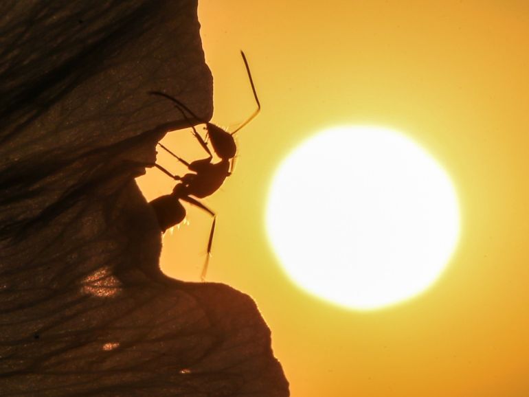 Ants during sunset in Turkey's Van- - VAN, TURKEY - JULY 17 : A silhouette of an ant is seen on a flower during sunset in Turkey's Van on July 17, 2018. Ants are one of the hardest working insects as they are the most numerous organisms on earth.