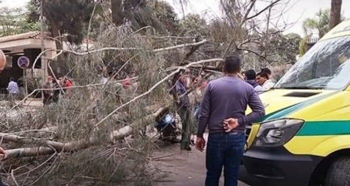 أول ضحايا الطقس.. وفاة شاب إثر سقوط شجرة عليه في المنوفية أول ضحايا الطقس.. وفاة شاب إثر سقوط شجرة عليه في المنوفية