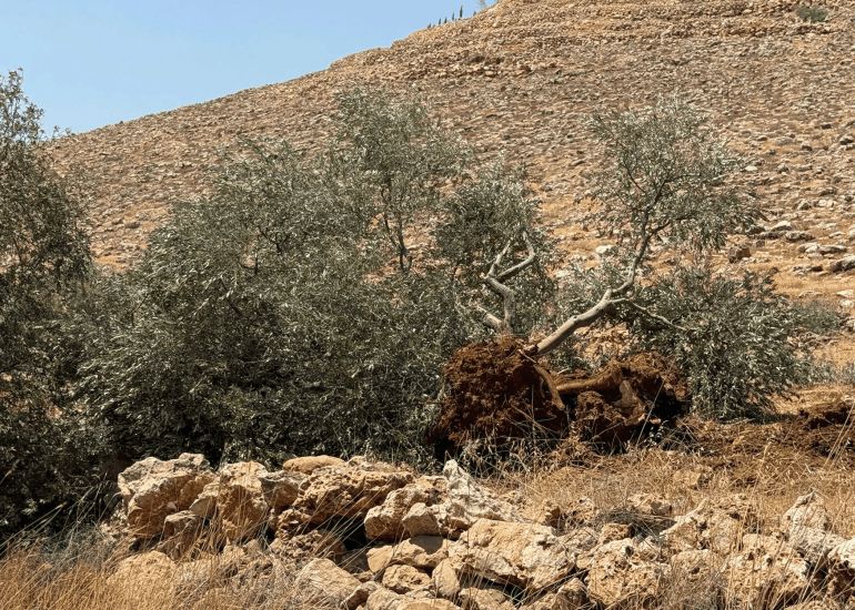 المصدر: حساب مجلس قروي قرية المغير / رام الله على فيسبوك خلع الاحتلال الإسرائيلي لأشجار قرية المغير شرق مدينة رام الله -الضفة الرابط: https://www.facebook.com/almughyer