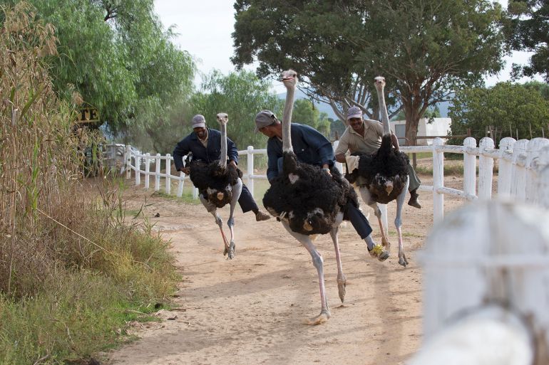 Ostrich race at Oudtshoorn Western Cape South Africa. (Photo by: Education Images/Universal Images Group via Getty Images)