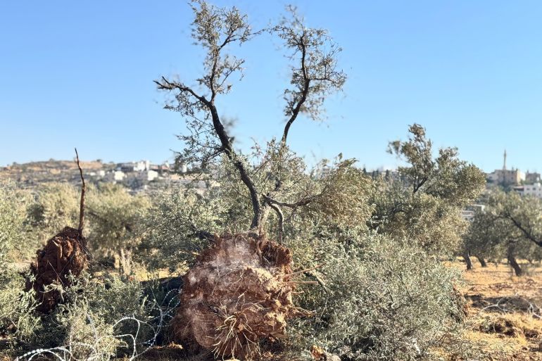 فلسطين - رام الله - قرية المغيِّر - شجرة زيتون معمرة اقتلعها جيش الاحتلال أثناء عمليته العسكرية التي استمرت لأربعة أيام - الجزيرة نت.