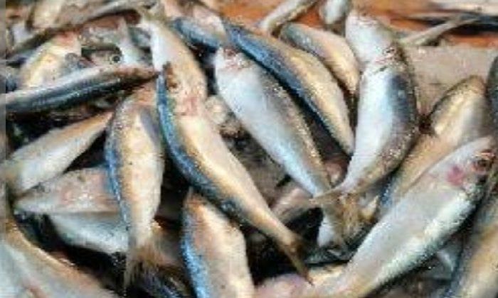 قبل تداولها بالأسواق.. ضبط نصف طن أسماك غير صالحة للاستهلاك الآدمي بالبحيرة قبل تداولها بالأسواق.. ضبط نصف طن أسماك غير صالحة للاستهلاك الآدمي بالبحيرة