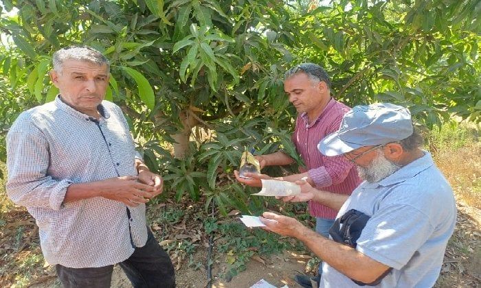 مزارع الشرقية تنتج أجود أنواع المانجو.. ولجنة متخصصة لتقييم الأصناف المحلية مزارع الشرقية تنتج أجود أنواع المانجو.. ولجنة متخصصة لتقييم الأصناف المحلية