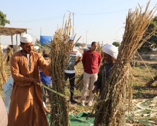 من قلب حقول المنيا.. دعم حكومي غير مسبوق للمزارعين لزيادة الإنتاج وتقليل فاتورة الاستيراد