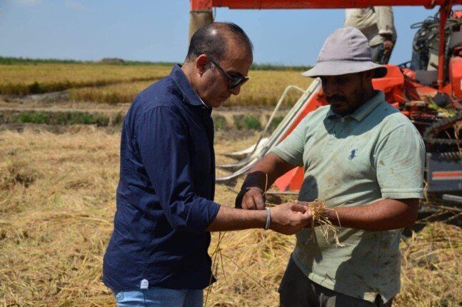 ​«أرض الملح تتحول إلى حقول ذهبية».. بورفؤاد تحتفي ببدء حصاد الأرز في سهل الطينة