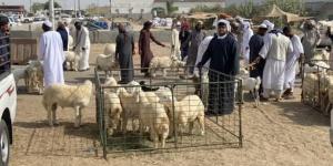 15 % ارتفاع في أسعار الأضاحي لزيادة الطلب - هرم مصر