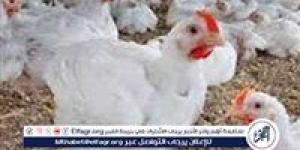 بورصة الدواجن.. أسعار الفراخ البيضاء اليوم الثلاثاء 10-6-2025 في قنا - هرم مصر
