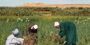 مصر تحتفل بالعيد الـ73 للفلاح المصري.. وتتربع بين أول 3 دول عالميًا في الأمن الغذائي - هرم مصر