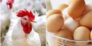 الكيلو بكام الآن؟.. أسعار الفراخ البيضاء اليوم الثلاثاء 20 يناير 2026 - جريدة هرم مصر