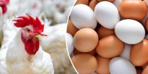 الفراخ البيضاء بكام؟.. أسعار الدواجن والبيض اليوم الأربعاء 21 يناير 2026 - جريدة هرم مصر