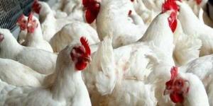 أسعار الدواجن والبيض اليوم الأربعاء 21 يناير 2026 - جريدة هرم مصر