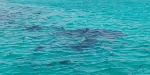 شركة المياه تتدخل بعد ظهور بقعة سولار في نهر النيل بإسنا - جريدة هرم مصر