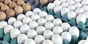 سعر كرتونة البيض للمستهلك اليوم الجمعة 23 يناير 2026.. البلدي بـ 130 جنيهًا - جريدة هرم مصر