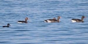 "حماية البيئة": 5 أنواع جديدة تنضم إلى قائمة طيور الكويت - جريدة هرم مصر