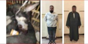 ضبط شخصين احتجزا كلب وتعدى عليه حتى نفوقه بالقاهرة - جريدة هرم مصر