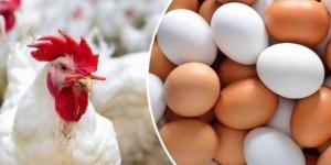 الفراخ البيضاء بكام؟.. أسعار الدواجن والبيض اليوم الاحد 25 يناير 2026 - جريدة هرم مصر