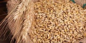 طن الحبة الرفيعة والعريضة بكام؟.. سعر الأرز الشعير اليوم الأحد 25 يناير 2026 - جريدة هرم مصر