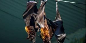 بعد إصابة أطباء وممرضين.. ما هو فيروس نيباه القاتل؟ - جريدة هرم مصر