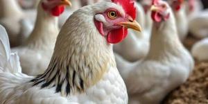 أسعار الدواجن والبيض اليوم الاثنين 26 يناير 2026 - جريدة هرم مصر