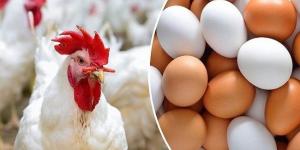 أسعار الدواجن والبيض اليوم الإثنين 9 فبراير 2026 - جريدة هرم مصر