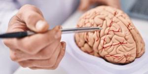 دراسة علمية روسية تؤكد أن دماغ الإنسان لا يتحلل ولا يشيخ طوال الحياة - جريدة هرم مصر