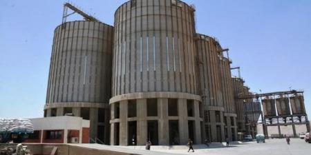 توريد 165 ألف طن قمح خلال شهر بسوهاج وصرف 2.5 مليار جنيه مستحقات للمزارعين - هرم مصر