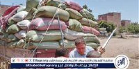 محافظ المنيا: توريد 483 ألف طن قمح منذ بدء موسم 2025 - هرم مصر