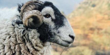 هل يجوز للمضحي بيع جلد الأضحية؟.. الأزهر للفتوى يجيب - هرم مصر