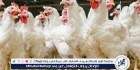 بورصة الدواجن.. أسعار الفراخ البيضاء اليوم الاثنين 2-6-2025 في قنا - هرم مصر
